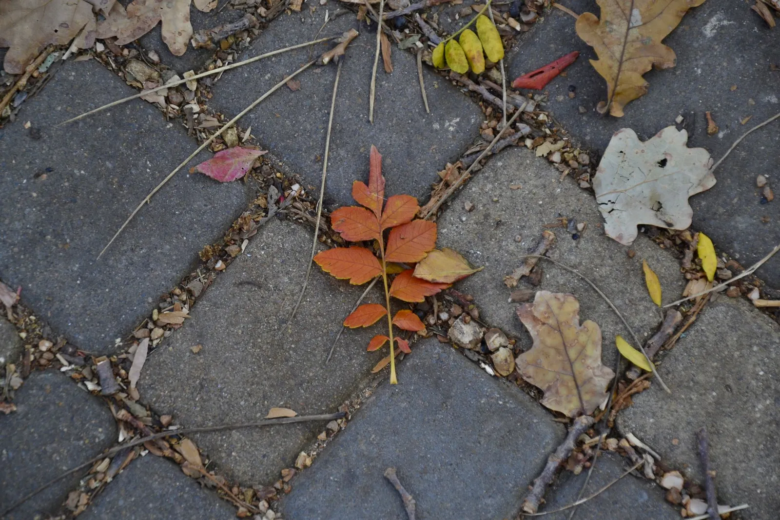Feuilles mortes et brindilles accumulées dans les joints d'une allée pavée en automne