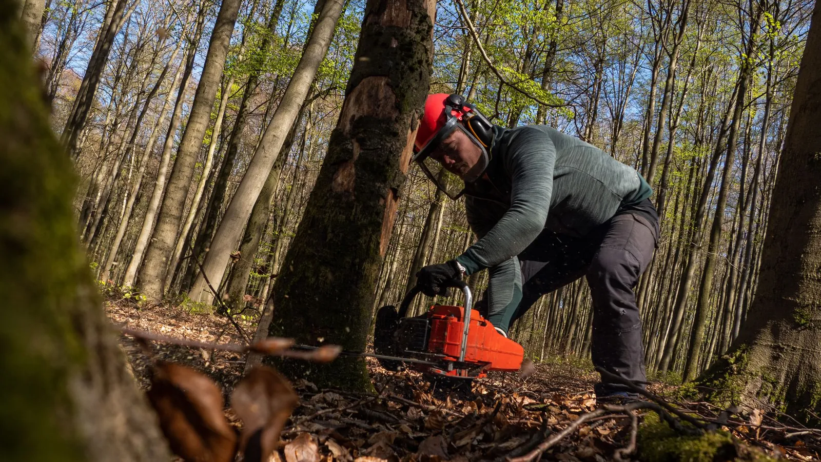 Opérateur en casque forestier à visière coupant la base d'un tronc à la tronçonneuse en sous-bois