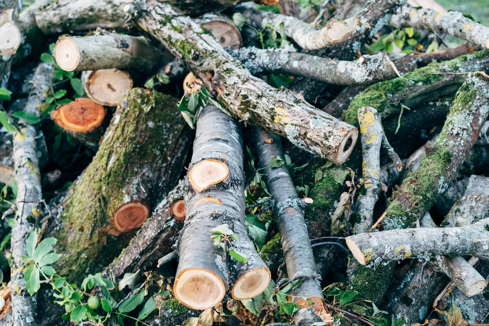 Tas de rondins laissé dehors, écorce envahie de mousse et de lichen après un été humide