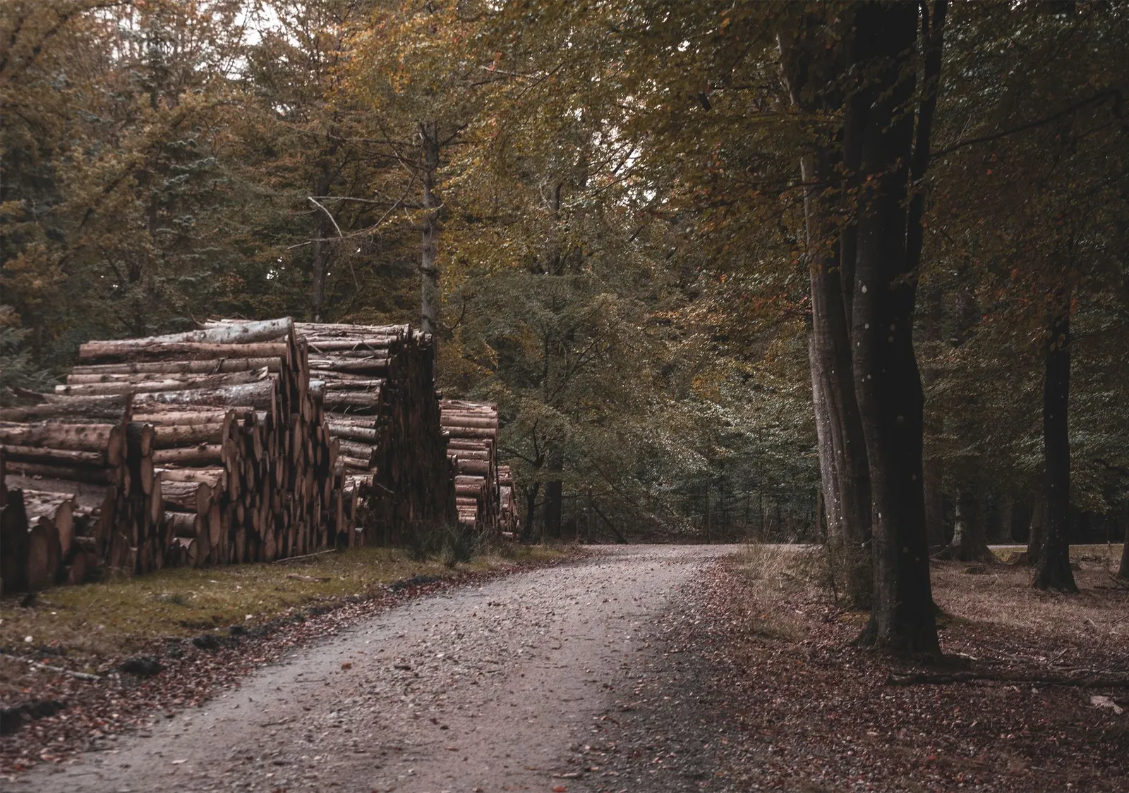 Grumes de feuillus empilées en bordure d'un chemin forestier après débardage