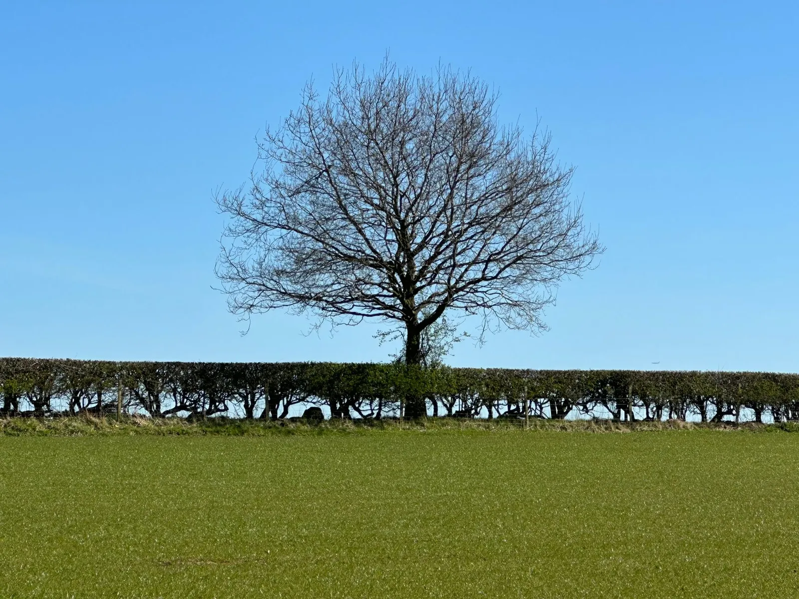 Haie bocagère taillée en limite de parcelle, avec un arbre de haut jet émergeant